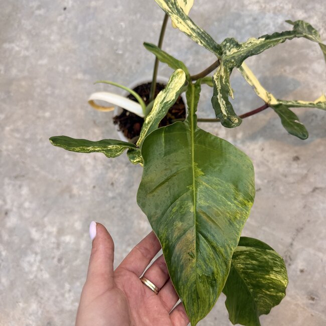 Joepii Tricolor Variegata Ø15