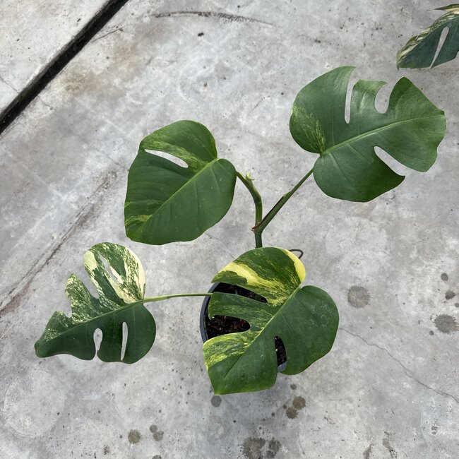 Deliciosa Aurea Variegated Ø19