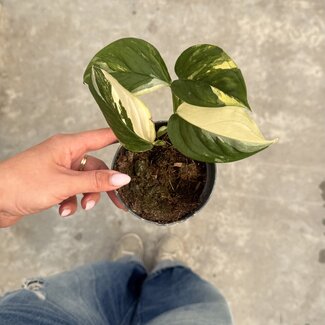 Monstera Acacoyaguensis Albo ø14