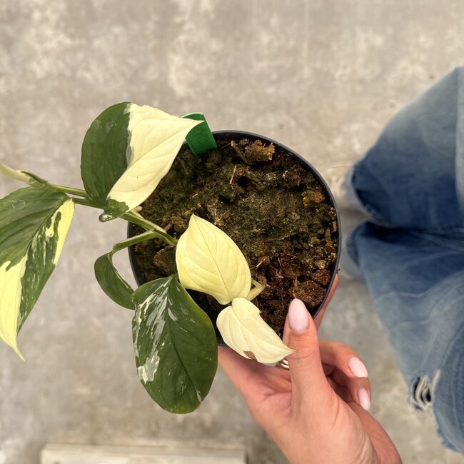 Acacoyaguensis Albo ø14