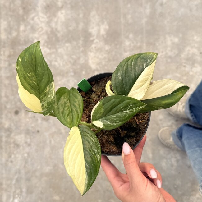 Acacoyaguensis Albo ø14