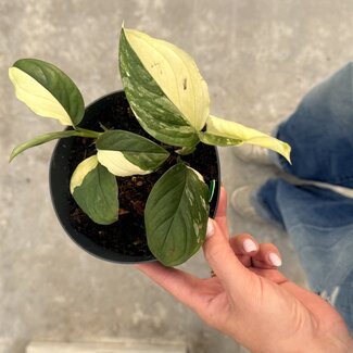 Monstera Acacoyaguensis Albo ø14 | Limited Leaves - Limited Leaves