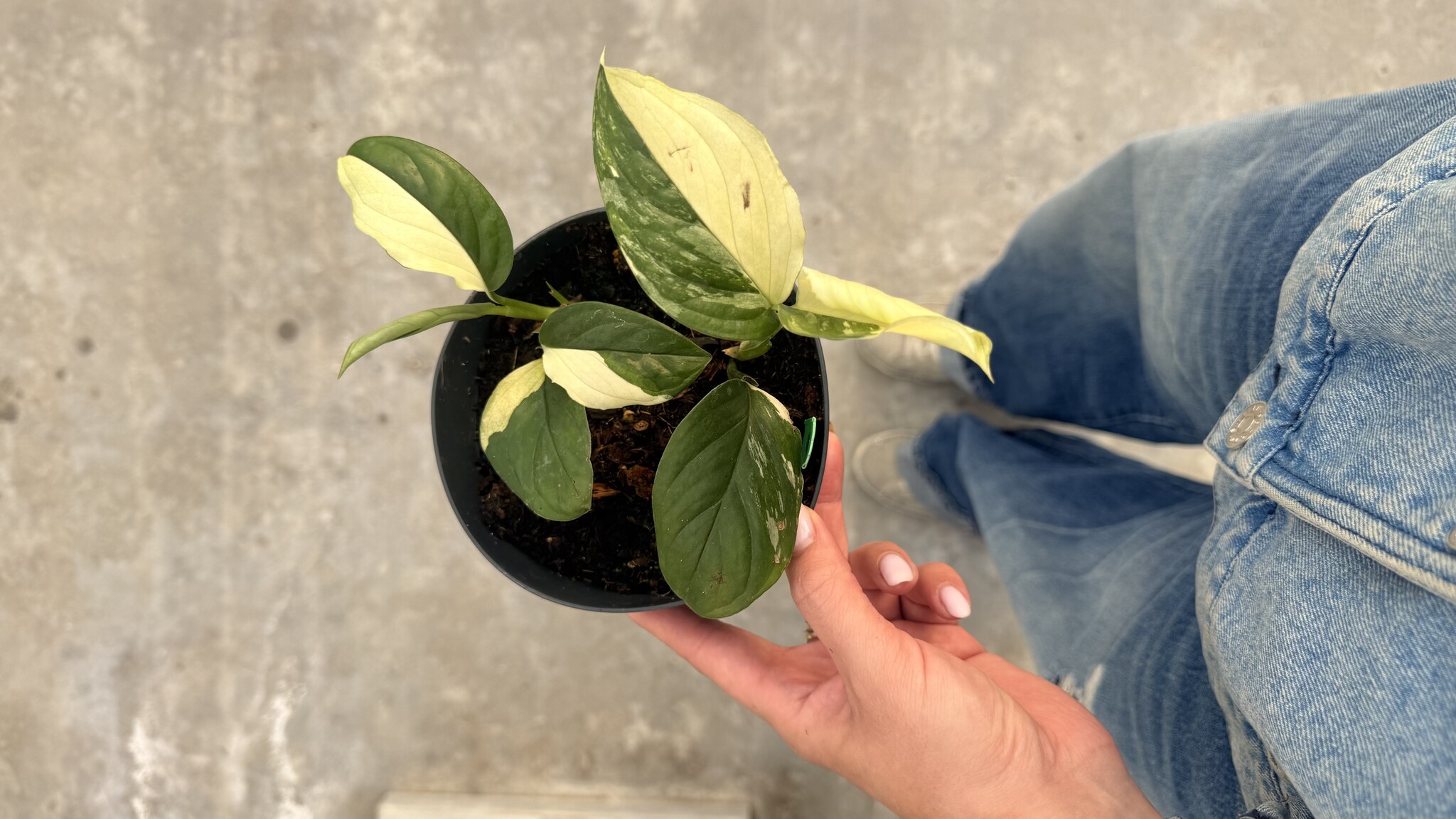 Monstera Acacoyaguensis Albo ø14 | Limited Leaves - Limited Leaves