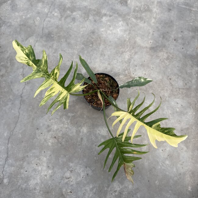 Florida Beauty x Tortum Ø15