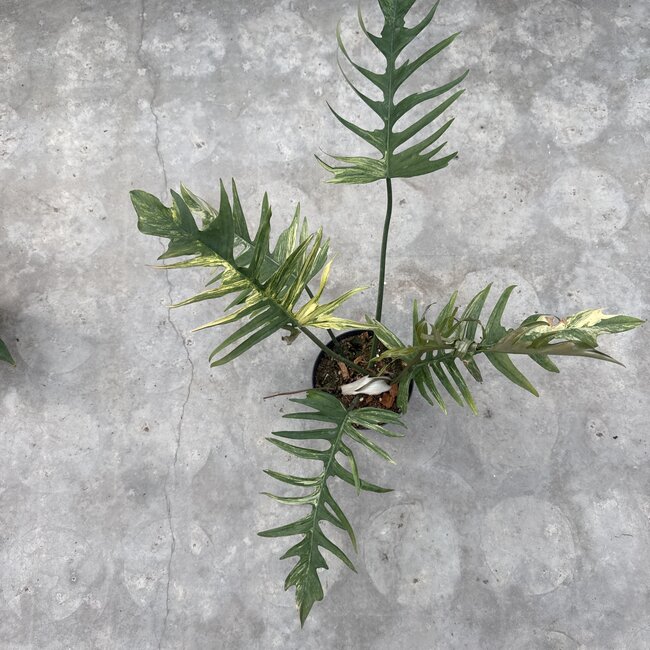 Florida Beauty x Tortum Ø15