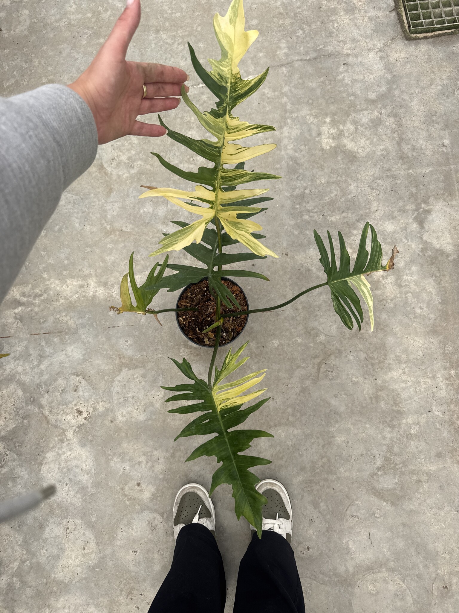 Philodendron Florida Beauty x Tortum 15 | Limited Leaves - Limited Leaves