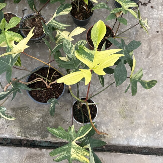 Florida Beauty Variegata Ø19