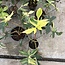 Florida Beauty Variegata Ø19
