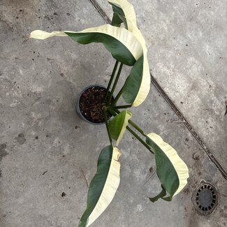 Epipremnum Giganteum Albo White Pearl Ø19