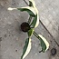 Giganteum Albo White Pearl Ø19