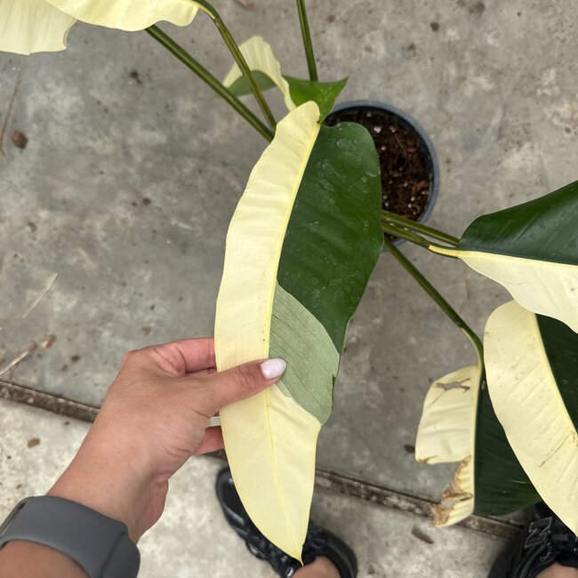 Giganteum Albo White Pearl Ø19
