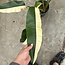 Giganteum Albo White Pearl Ø19