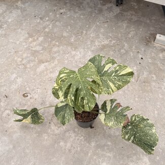 Monstera Legacy Ø15