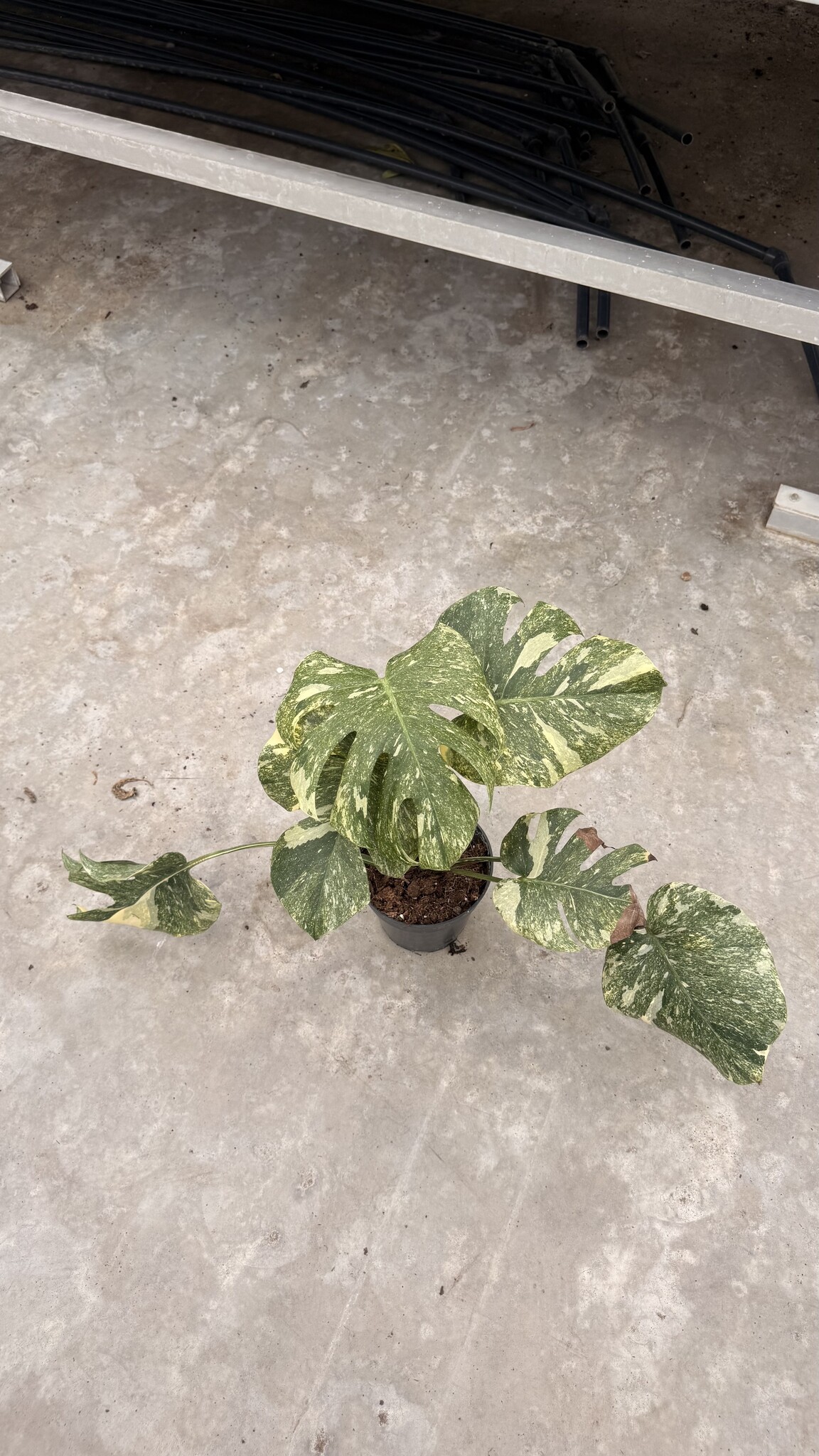 Monstera Legacy 15 | Limited Leaves - Limited Leaves