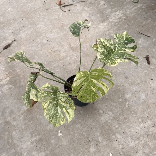 Legacy Ø15