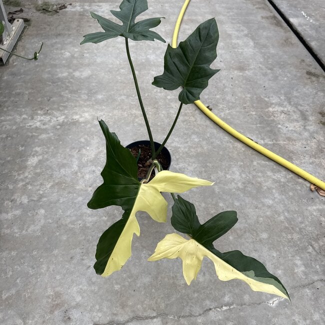 Golden Dragon Albo Variegated Ø19