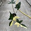Golden Dragon Albo Variegated Ø19