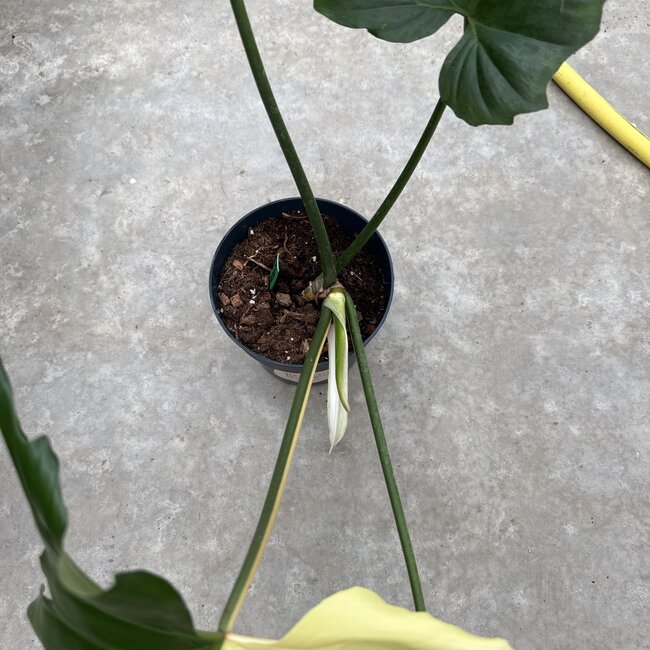Golden Dragon Albo Variegated Ø19