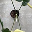 Golden Dragon Albo Variegated Ø19