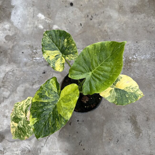 Gageana Aurea Variegata Ø19
