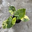 Gageana Aurea Variegata Ø19