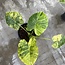 Gageana Aurea Variegata Ø19