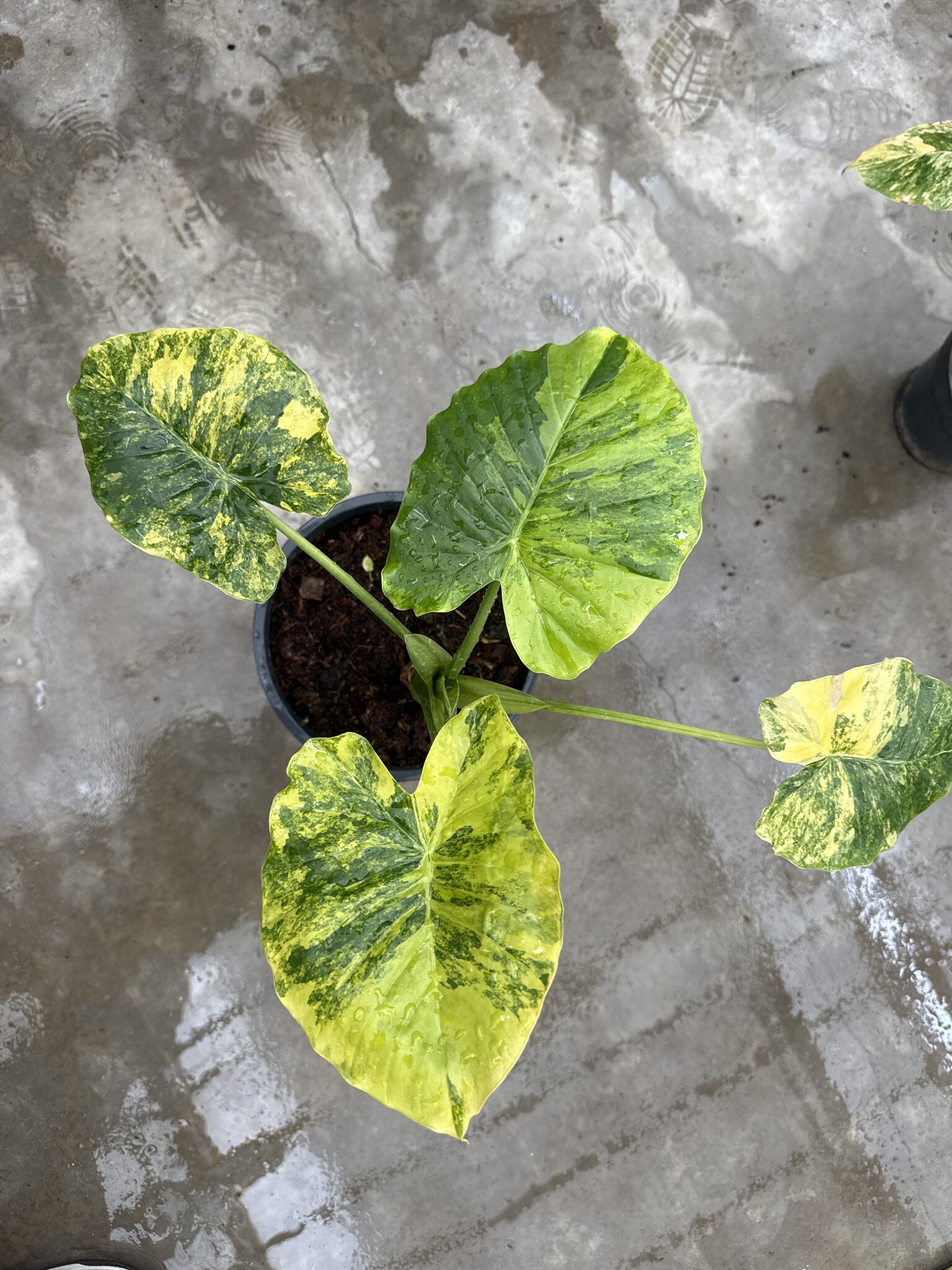 Alocasia Gageana Aurea Variegata Ø19 | Limited Leaves - Limited Leaves