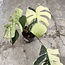 Jungle Mint Ø19