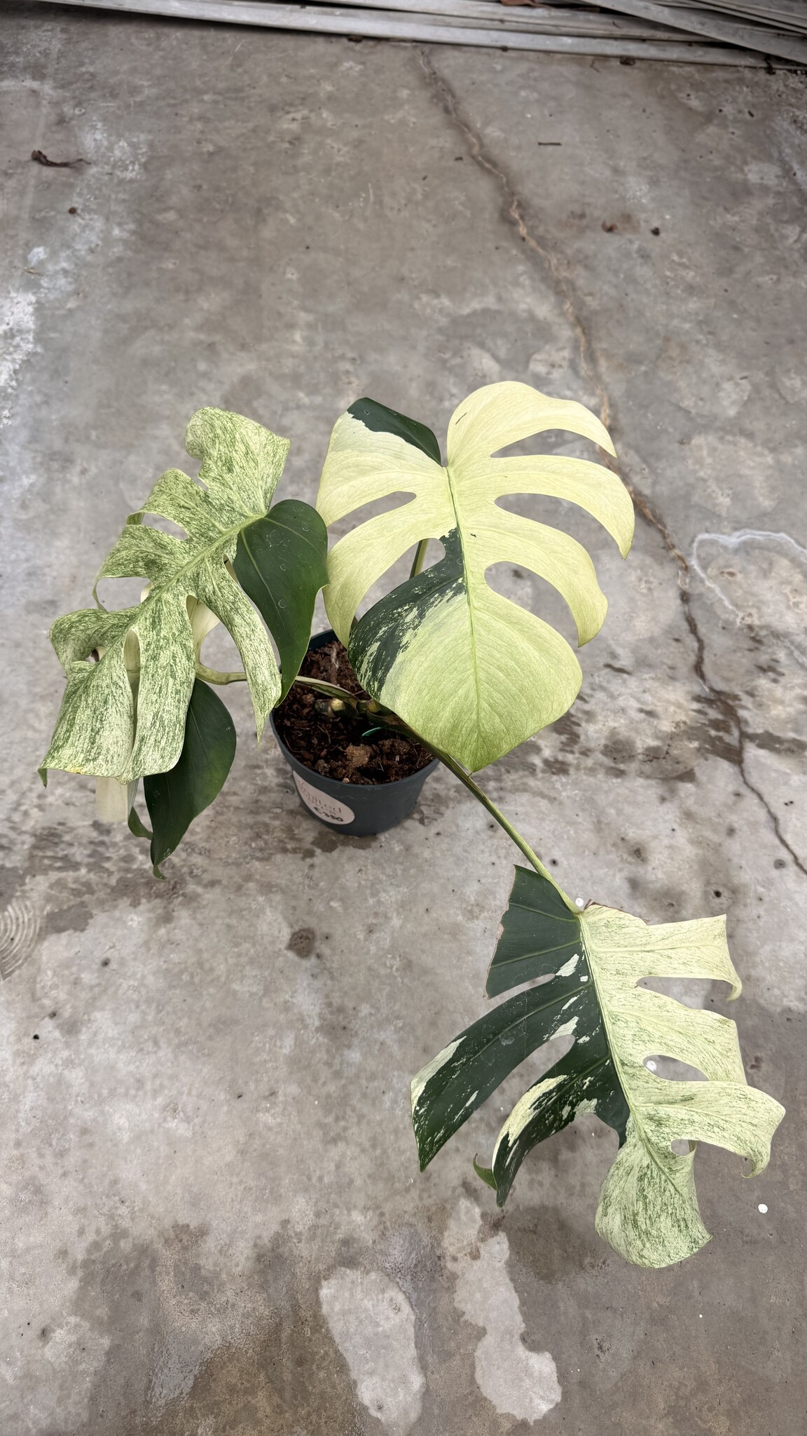 jungle monstera Monstera Deliciosa Jungle Mint – Jolaplants main image 0