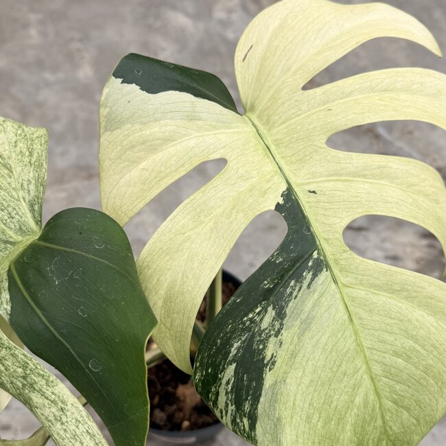 Jungle Mint Ø19