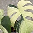 Jungle Mint Ø19