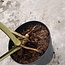 Jungle Mint Ø19