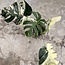 Jungle Mint Ø19