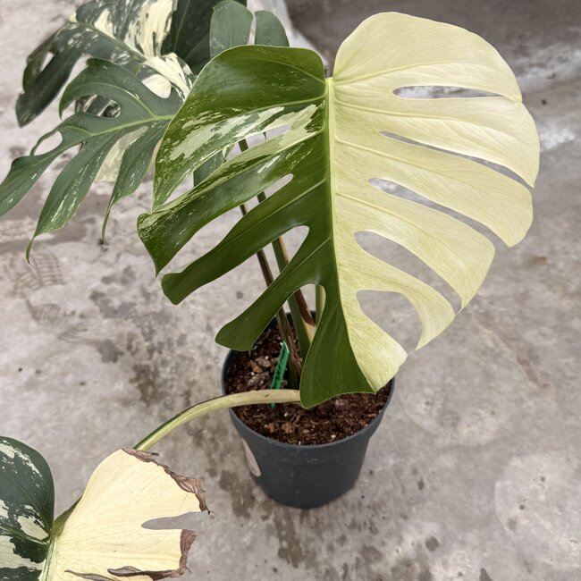 Jungle Mint Ø19