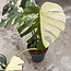 Jungle Mint Ø19