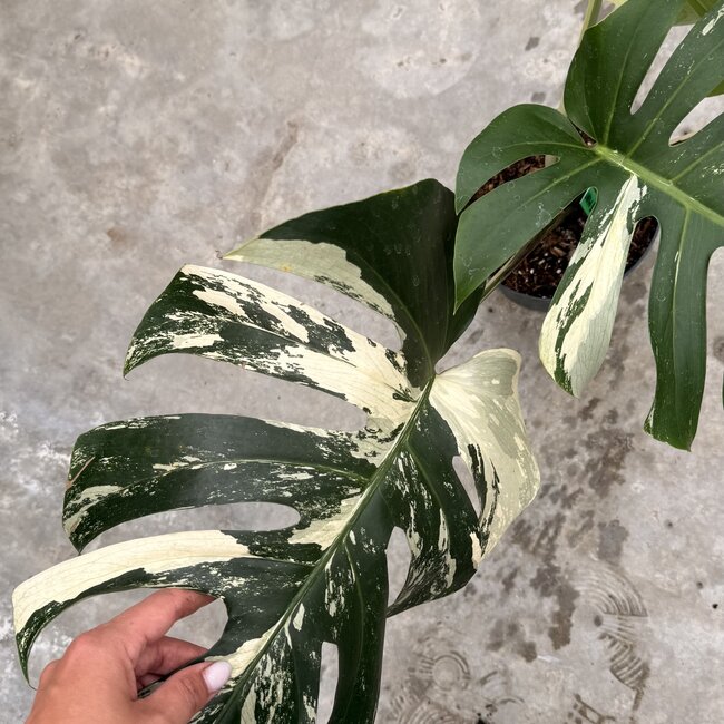 Jungle Mint Ø19