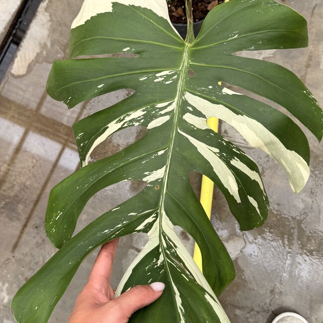 Jungle Mint Ø19
