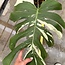 Jungle Mint Ø19