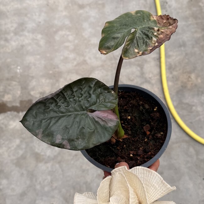 Serendipity Variegata ø15