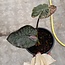 Serendipity Variegata ø15