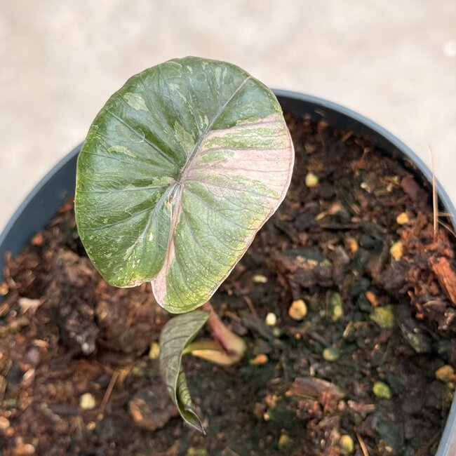 Serendipity Variegata ø15