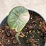 Serendipity Variegata ø15