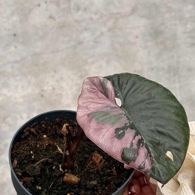Serendipity Variegata ø15
