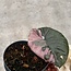 Serendipity Variegata ø15