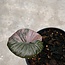 Serendipity Variegata ø15