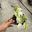 Laniata Mint Variegated Ø19