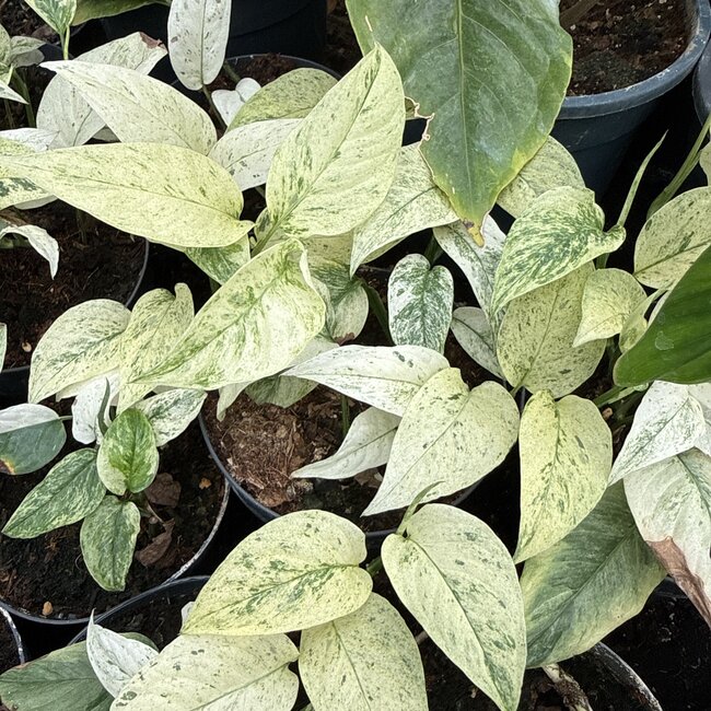 Laniata Mint Variegated Ø19