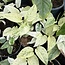 Laniata Mint Variegated Ø19