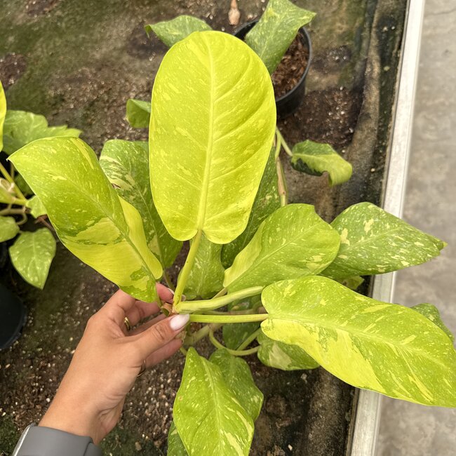Thai Sunrise Variegata Ø15