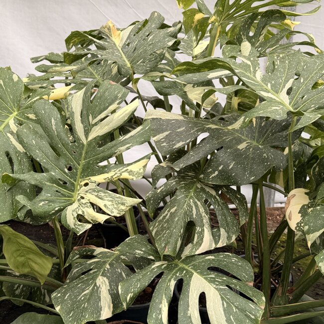 Thai Constellation Variegata XXL ø19
